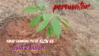 Dosis Pemupukan kakao usia 2 bulan