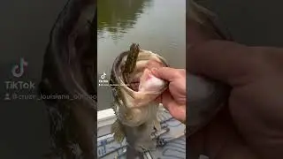 Bass Fishing that Vega Frog 😁 #fishing #bassfishing