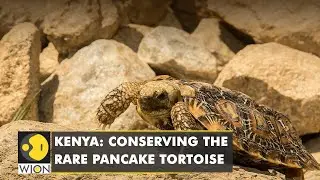 Kenya: Private farms are conserving pancake Tortoise threatened by wildlife trade and habitat loss