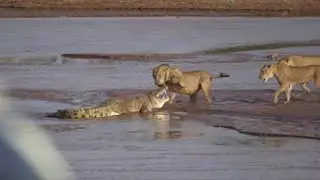 Huge Mistake Of The Crocodile When Provoke Lion Queen! Epic Battles Of King Lion Vs Crocodile.
