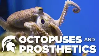 MSU researchers study octopus tentacles to improve &ldquo;smart&rdquo; prosthetics