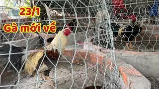 Ông Chú Yêu Cầu Lên Gà  Về Thả Vườn Cho Ăn Cơm Đổ 