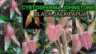 CYRTOSPERMA JOHNSTONII | BLACK JACK PAPUA | PERAWATAN & PERBANYAKAN