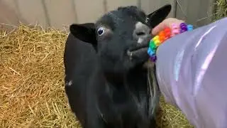 Sorry for not posting but we have baby goats now!