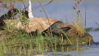 common coot feeding