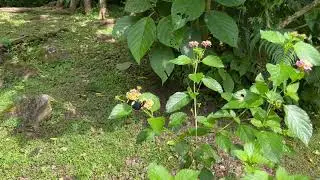 サラドクチョウHeliconius sara 2022/12/14 キャノピー・ロッジ Canopy Lodge Panama