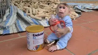 Baby Monkey David holds a milk bottle and waits for Grandma to come home and make milk