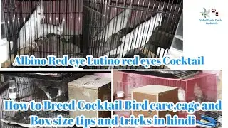 Albino Red eye | Lutino red eyes Cocktail | How to Breed Cocktail Bird care tips and tricks in hindi