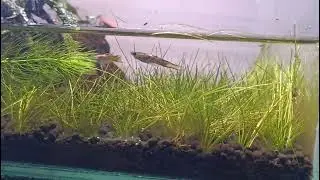 New Male Endler Guppy Joins Our Paludarium Paradise! 🐟 #AquaticLife #EndlerGuppy #PaludariumIndia