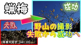 蝋梅野山の撮影成功へのプロセス