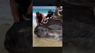 Did sharks attack this huge sunfish? #fishing #shark #sunfish 🎥 IG: @riddell_ethan9