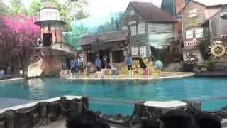 Sea Lion Show Bangkok Safari World Thailand