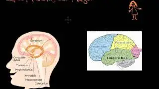 03 Capgras and Prosopagnosia