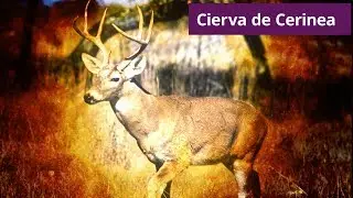 La caza de la Cierva de Cerinea:imposible de cazar .3.Heracles