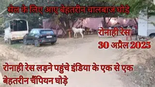 रोनाही मैं इस बार होगा घोड़े का महासंग्राम मेले में पहुंचे एक से एक चालबाज घोड़े , #horse