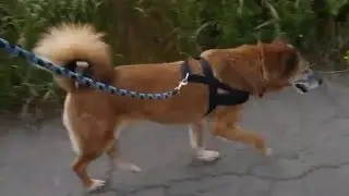 Der richtige Sitz eines Geschirrs beim Hund
