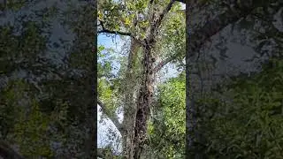 Pileated Woodpecker Flies in Tree & Hops on Cross Seminole Trail! Oviedo, Florida