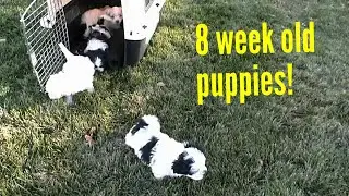 Shih Poo puppies