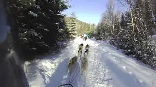 Dog sledding at Algonquin Park, Ontario, Canada