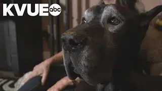 Beloved Central Texas therapy dog receives outpouring of support following surgery