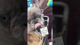 HELP ME SHOP FOR MY FRENCHIE PETCO SHOPPING WITH A FRENCH BULLDOG #frenchbulldog #frenchies #petco