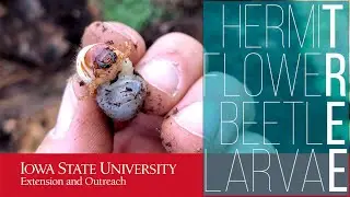 Hermit Flower Beetle Larvae