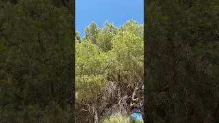 Concert of cicadas in the pine forest near the beach  #nature #calabria #italy