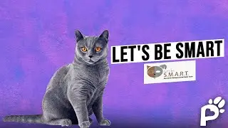 Helping Animals in Greece | Let's Be SMART | Pawareness Podcast No. 72