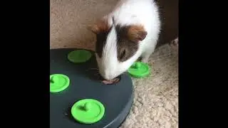 Cavy corner 4: Hazelnut&rsquo;s birthday