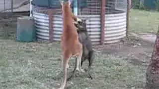 Wallaroo VS. Kangaroo