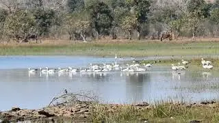 Bar headed Goose flock