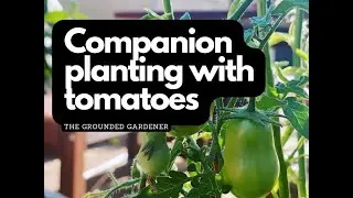 Tomato Companion Planting