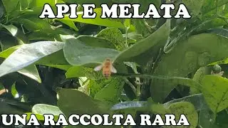 Api e Melata, una Raccolta più che Rara! 😮
