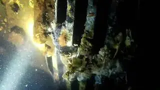 Wild jobs! Dam Dive