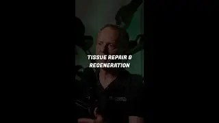 How Peptides Support Tissue Repair
