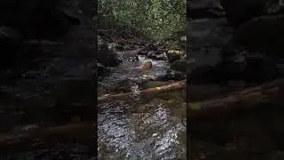 Rock Creek Falls Trail Erwin Tn