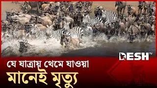 দ্য গ্রেট মাইগ্রেশন, ১০০০ কিলোমিটারের অভূতপূর্ব মহাযাত্রা | MIGRATION | Wild Life | Desh TV