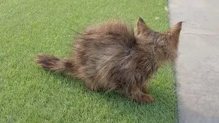 Kitten Running alone in the house