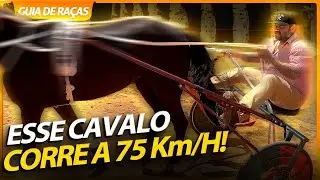 TIVE MEDO DE MONTAR O AMERICAN TROTTER! | RICHARD RASMUSSEN