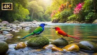 Peaceful Piano by River with Birdsong for Insomnia Relief, Study Focus and Relaxation