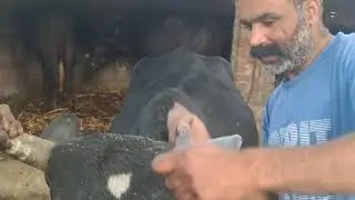 बेस्ट क्वालिटी के सींग मोडिफाइड बनाने के एक्सपर्ट Vipin Disuza YT 
