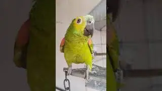 Esse é o Papagaio Kiko 