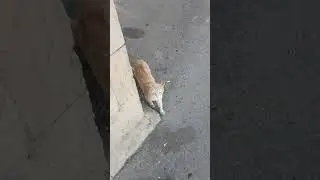 Stray kitties🐈😸😼 #кошка #pişik #cat #elgato #животное #animal #cute