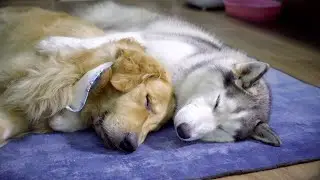 「仲良し犬」子猫の面倒で疲れて眠りについたハスキーとゴールデンレトリバーが可愛すぎた