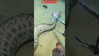 🌊 Deep Sea Diving for Seafood 😬 | Crazy Reaction#Fishing#Crab#sea cucumber #shorts