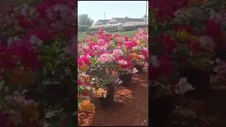 #music bogan villa ☘️☘️☘️☘️🌹🌹🌹🌹🪴🪴🪴