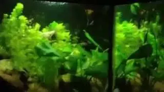 Acquario Askoll pure Xl con filtro esterno Eheim Experience