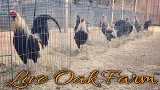 Best Farm - Live Oak Farm