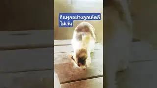 แมวแปลก ลูกเห็ดก็กิน #lifeisbutadream #cat #shortsfeed #cooking #travel #funny #coffee #food