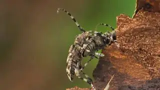 Acanthoderes clavipes ,  SCHECKENBOCK